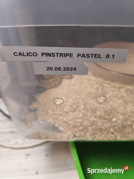 Sprzedam pytony królewskie Łuków