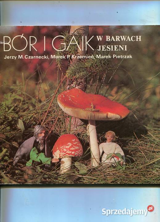 Bór i gaik w barwach jesieni Czarnecki i inni Szczecin