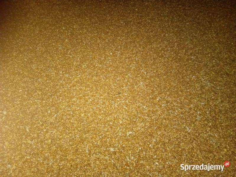 Sprzedam PSZENICĘ pszenica do siewu Zboża Probołowice sprzedam