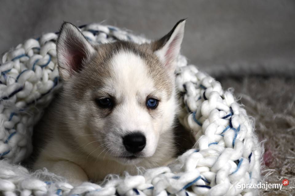 Siberian Husky szczenięta Championie Polski Husky wielkopolskie Kalisz
