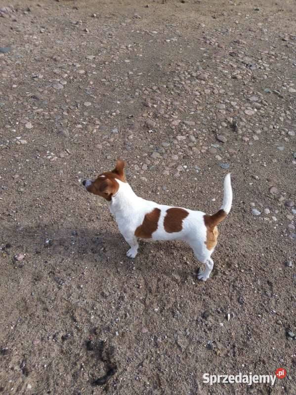 Jack Russell Terrier Grabów
