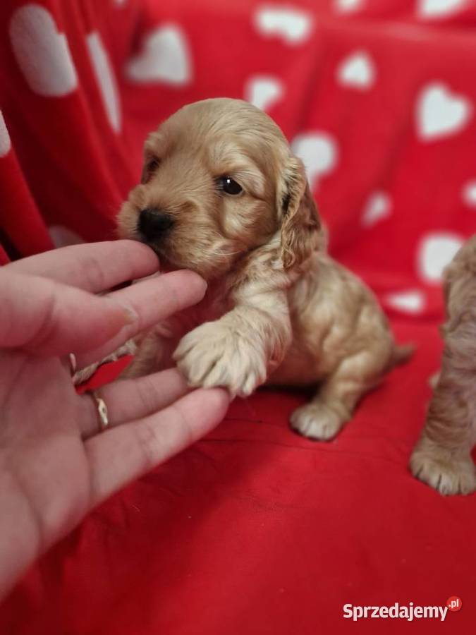 Cockapoo kokapo cocker spanielpudel Piaseczno
