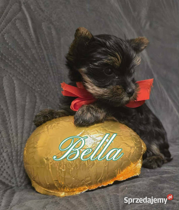 YorkShire Terier piękne szczenięta śląskie