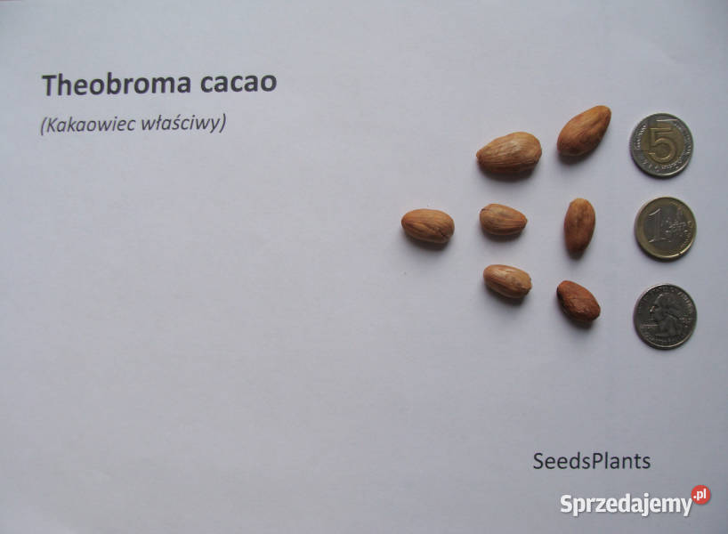 KAKAOWIEC WŁAŚCIWY Theobroma cacao NASIONA 12 kujawsko-pomorskie