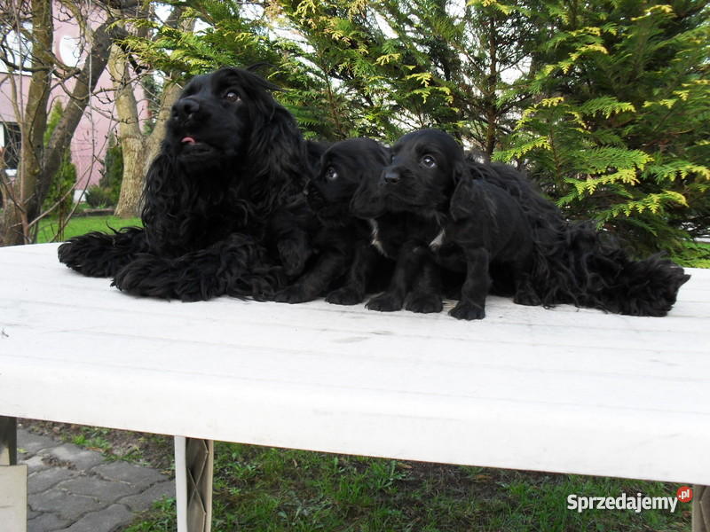 COCKER SPANIEL ANGIELSKI SZCZENIACZKI Trzcianka