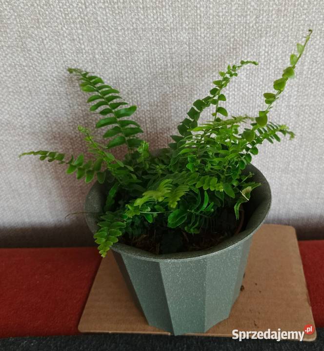 Roślina doniczkowa paprotka bostońska