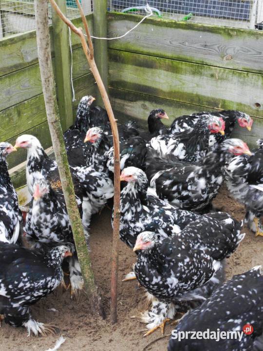 Kury Kochin Olbrzymi Ptaki