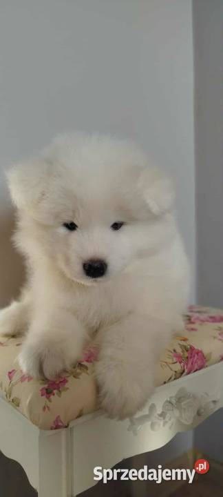 Samoyed szczeniaki Pozostałe