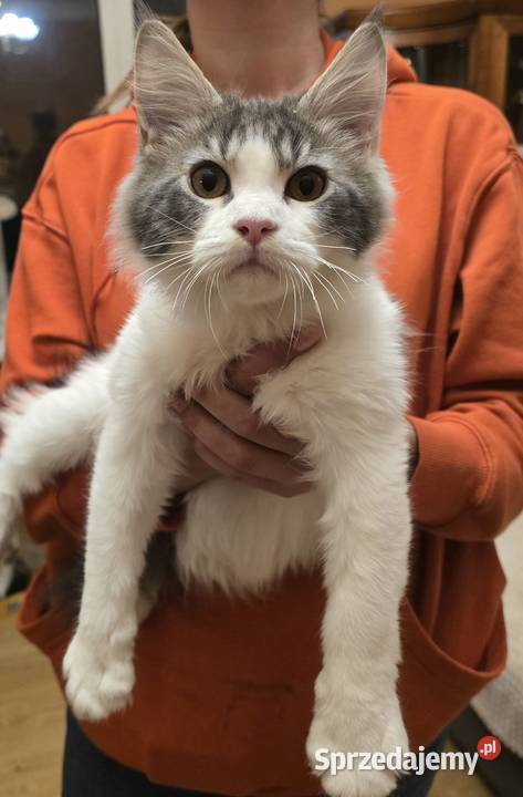 Kocięta mix Maine Coon i Ragdoll mazowieckie Grodzisk Mazowiecki