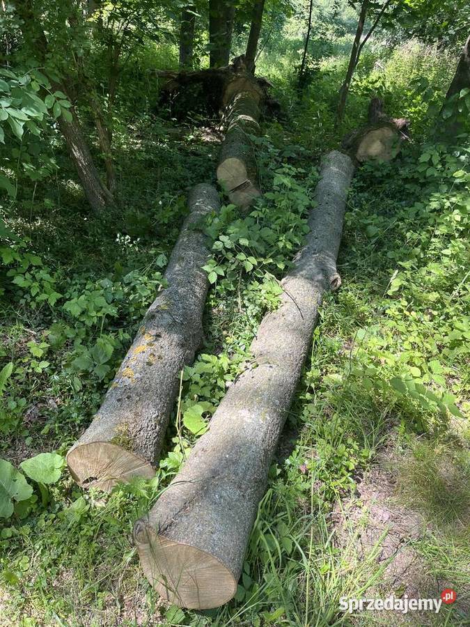 Drewno jesionowe około 15m3 Pozostałe mazowieckie Łosice