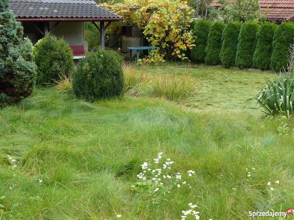 Działka rekreacyjna ROD Promyk Nieruchomości Zielona Góra