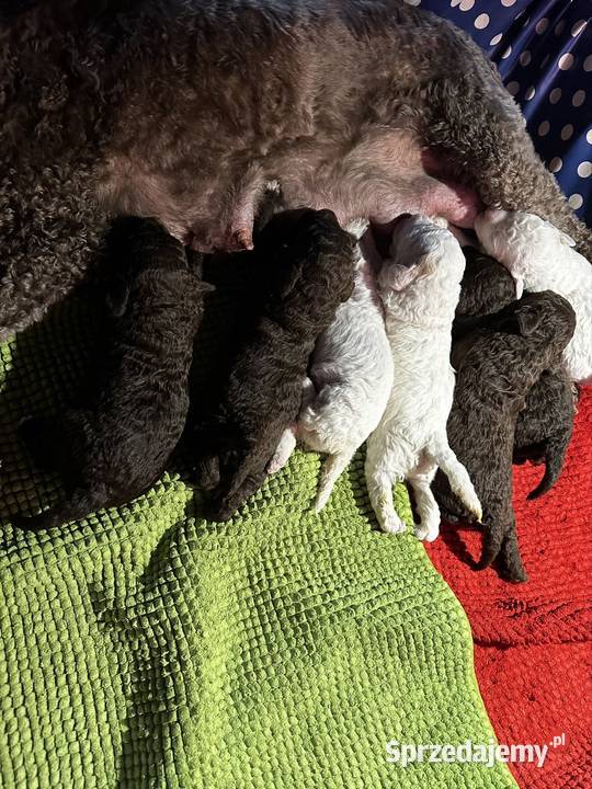 Lagotto Romagnolo ZKwP FCI Żyrardów