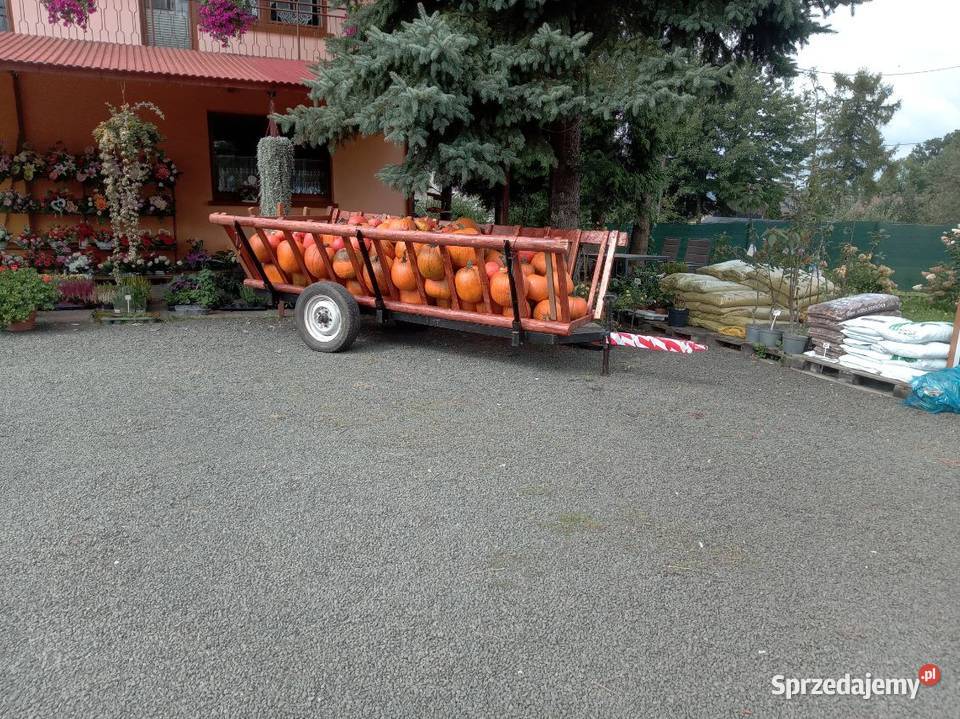 Dynie jadalne ozdobne i halloween Pozostałe Ryczów