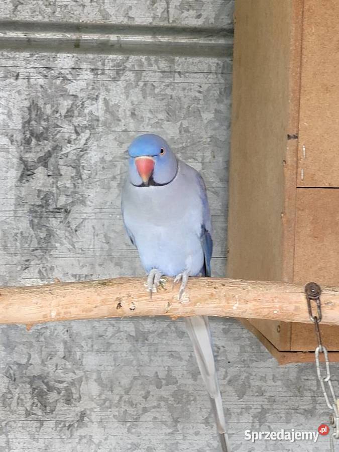 Aleksandretta obrożna fiolet para 2021r legowa Ulanica sprzedam