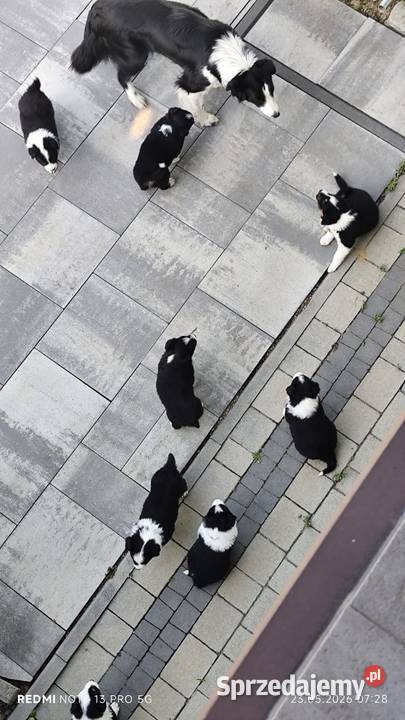 Border Collie szczeniaki podkarpackie Nagawczyna