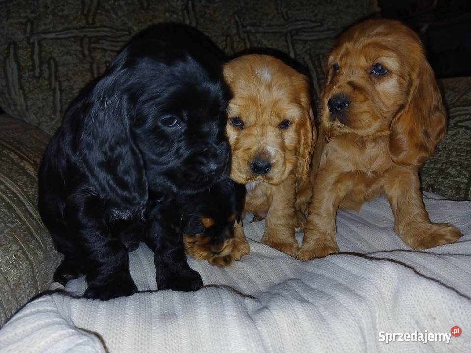 Śliczne Szczenięta Cocker Spaniel Angielski Sieradz sprzedam