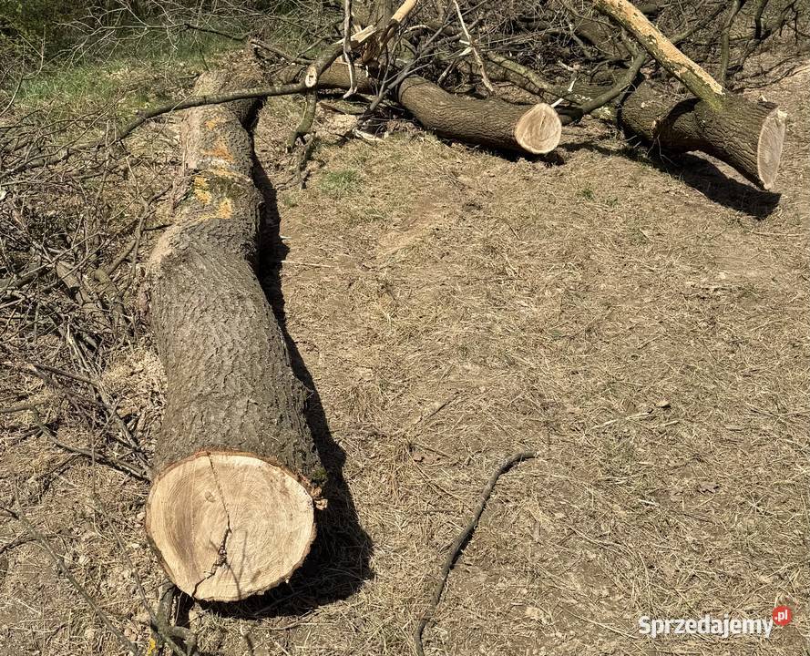 Dąb w klocu Gromnik sprzedam