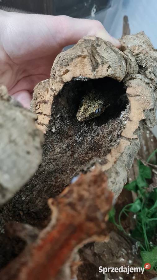 Gekony orzęsione gargulcowe akcesoria i terraria Gady i płazy Bielsko-Biała