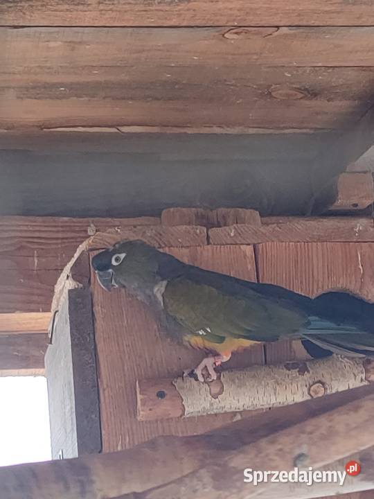 Papugi rozelle aleksandretty Wola Mikorska