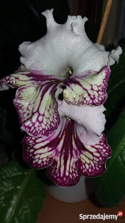 Skrętnik GINA sadzonka lubelskie Lublin