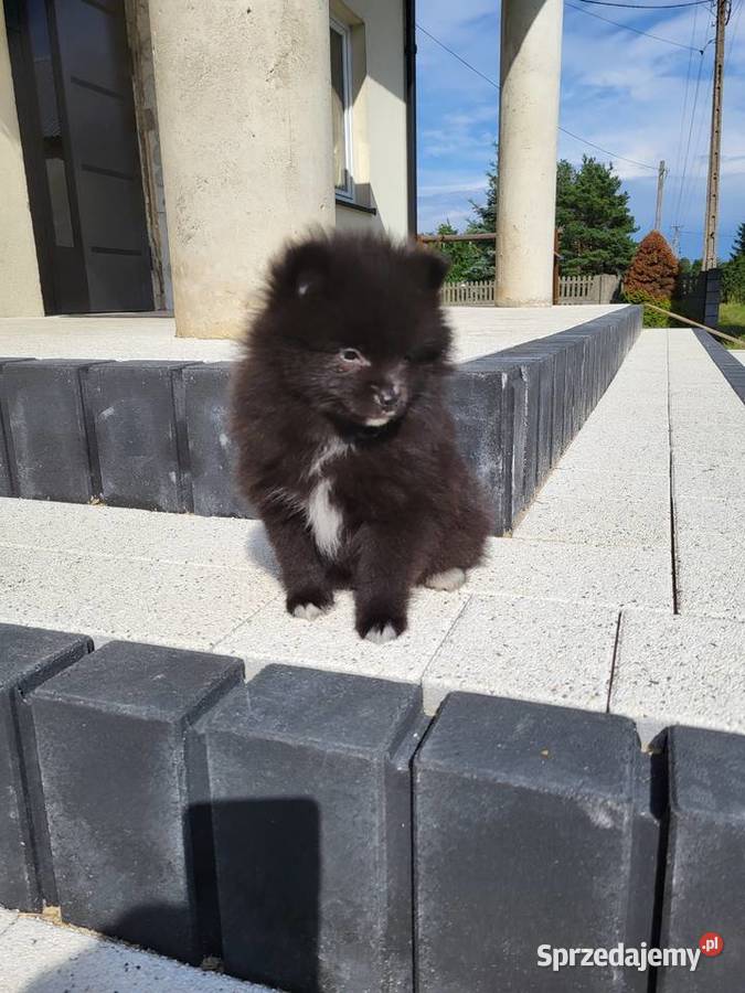 szpic miniaturka pomeranian Piaseczno