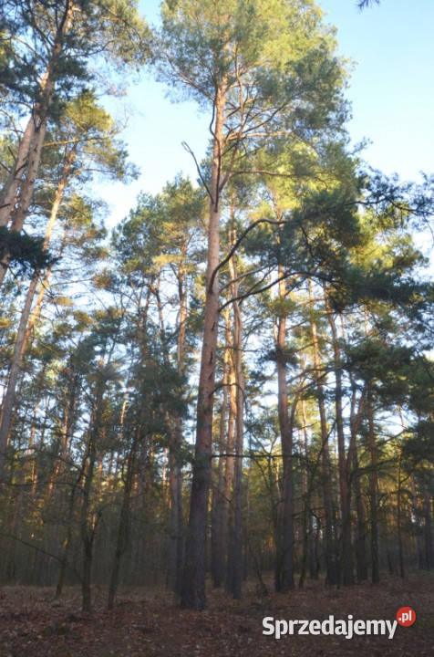 Duża działka rolnobudowlana 28823 ha Mariew 27zł/m2 Sprzedaż