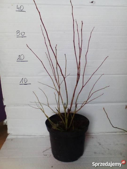 sadzonki borówki amerykańskiej 2L Zgierz