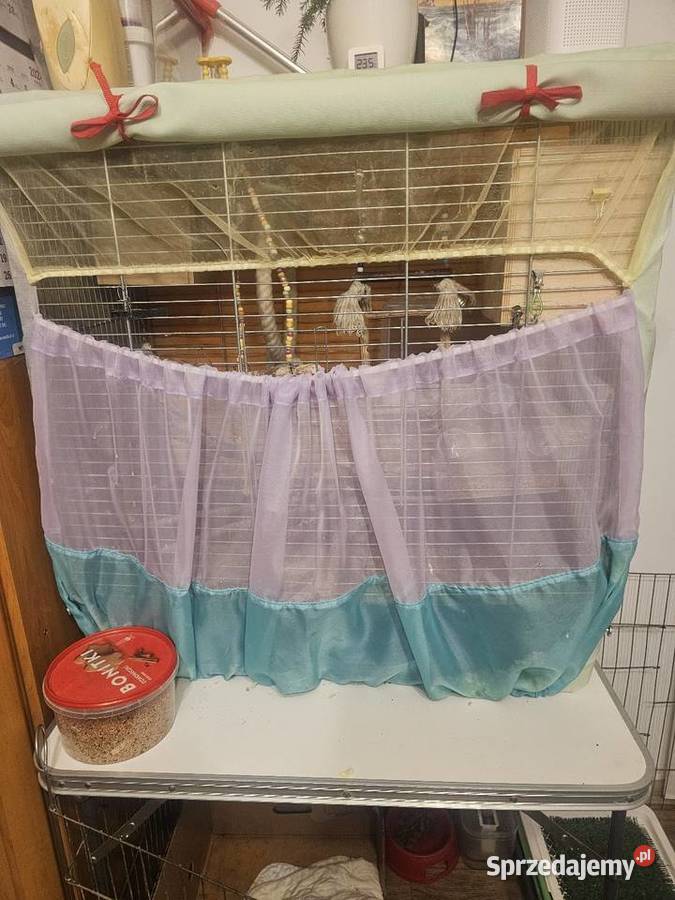 Papugi faliste z klatką i wyposażeniem śląskie Częstochowa