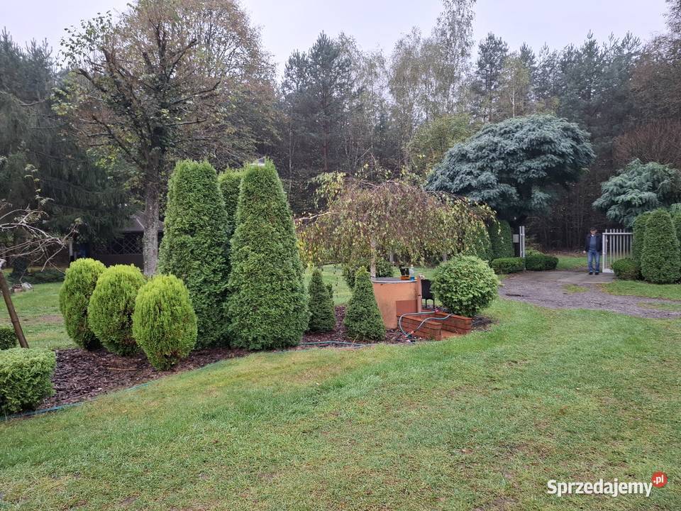 Usługi ogodnicze wycinki porządkowanie działek Piotrków Trybunalski sprzedam