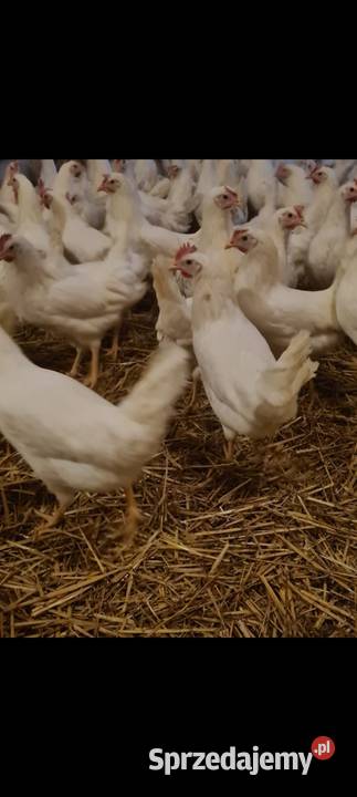 Kury nioski leghorn Lohman Jelenia Góra sprzedam
