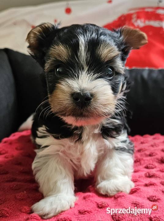 Biewer Yorkshire Terrier Somonino
