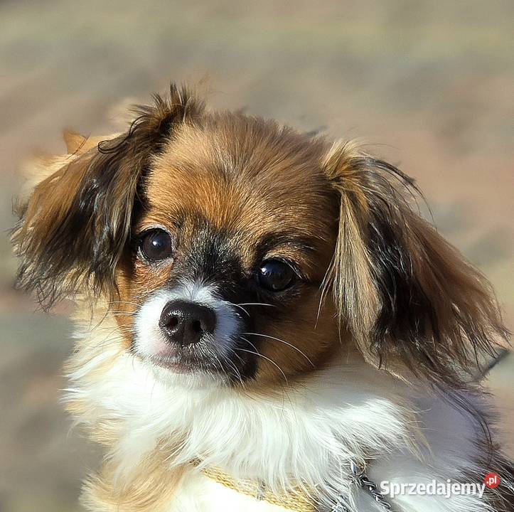 PAPILLON odmiana Ćma dziewczynka z metryką ZKwP Pępowo