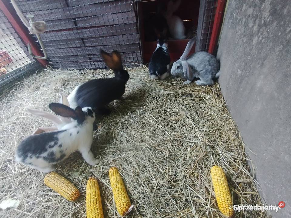 Króliki belgijskie z baranem kujawsko-pomorskie Szubin