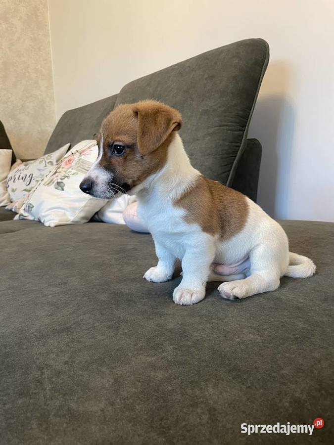 Jack Russell Terrier szczeniaczki Częstochowa sprzedam