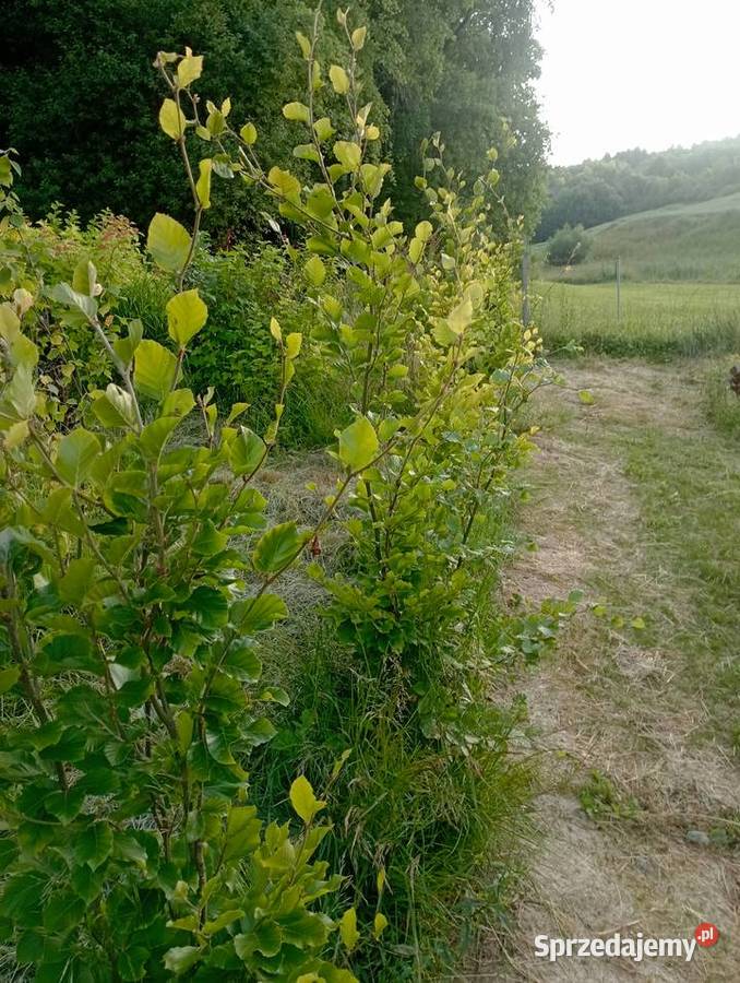Buk fastigiata Grodzisko