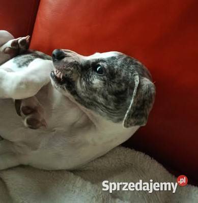 whippet chart angielski sprzedam