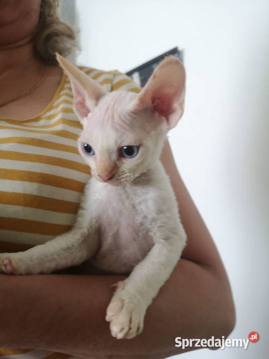 Kocurek Devon rex Alfred Devon Rex