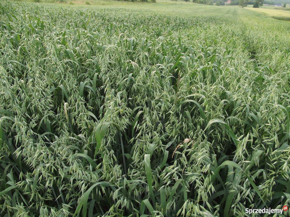 Owies Bingo centrali Masłów Drugi sprzedam
