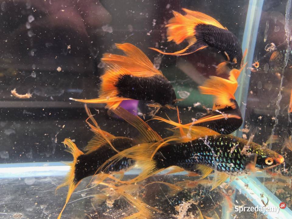 Mieczyk Hamburg Lira Delta XXL 10 12 Justynów