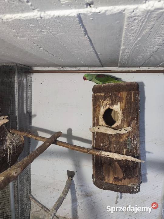 Aleksandretty wielkie dwa samce Ptaki Pszczyna sprzedam