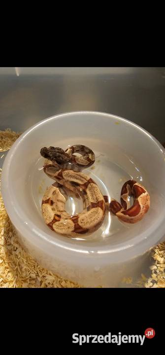Boa imperator młodziaki 2025 samiczki Słupsk