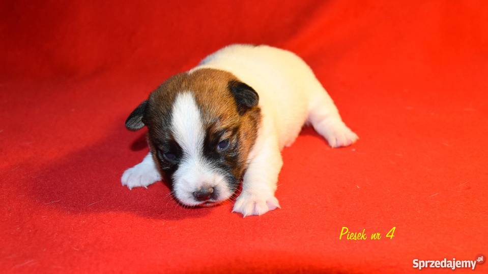 Szczeniaki Jack Russell Terrier Ostrów Wielkopolski
