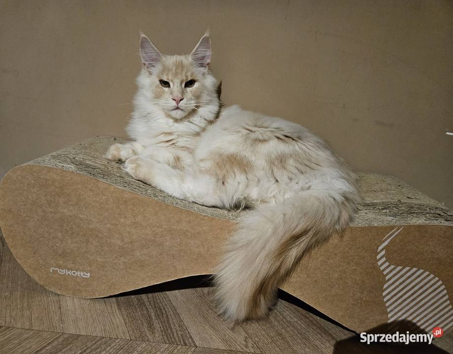 CatsMyLove kociaki Ruda Śląska