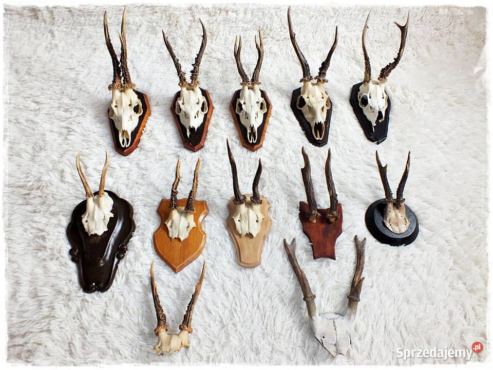 Kolekcja poroże 12 Parostki jelenia z czaszką na Pozostałe lubuskie Żary