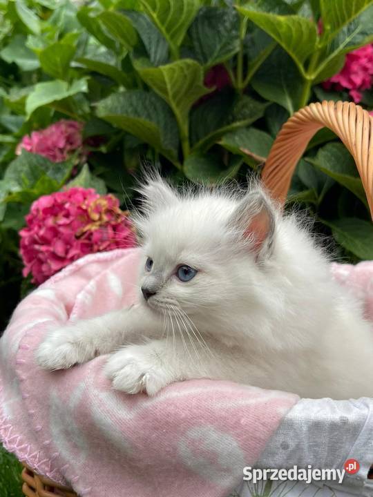 Ragdoll piękne rodowód Nidzica