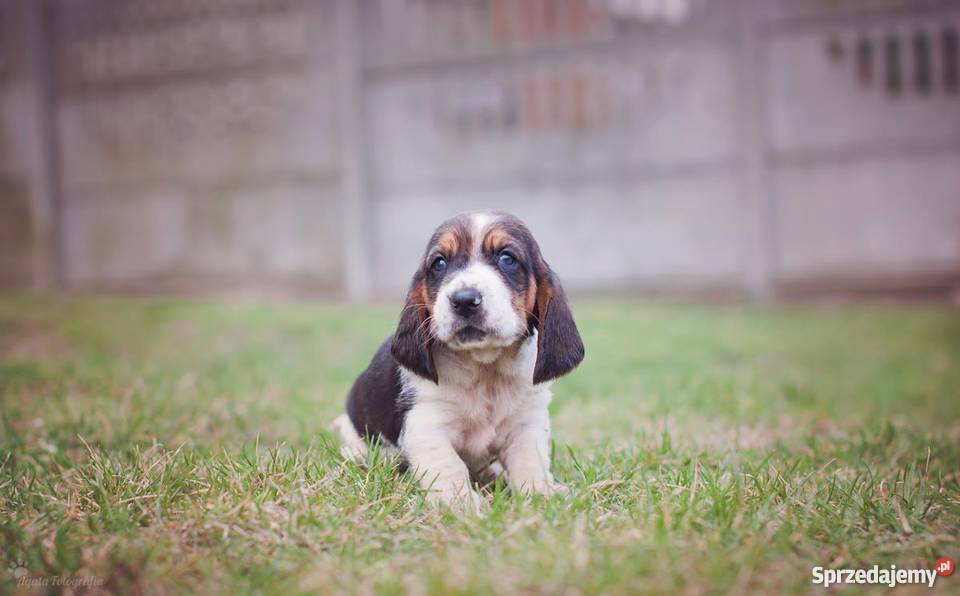 Szczenieta basset hound Championach z rodowodem Jaworzno