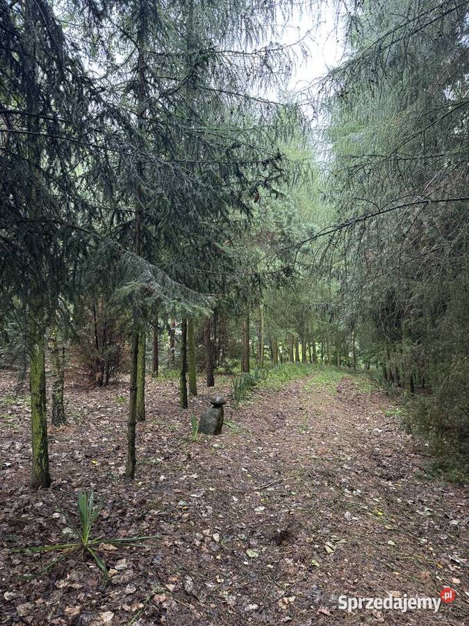 DZIAŁKA REKREACYJNA 5000 m SMOLEŃPOLUBY WŁASNY mazowieckie Borkowo-Falenta