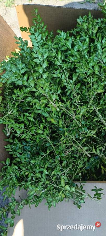 Bukszpan Świeżo cięty Częstochowa sprzedam