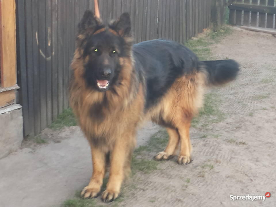 owczarek niemiecki długowłosy lubelskie Gościeradów Plebański