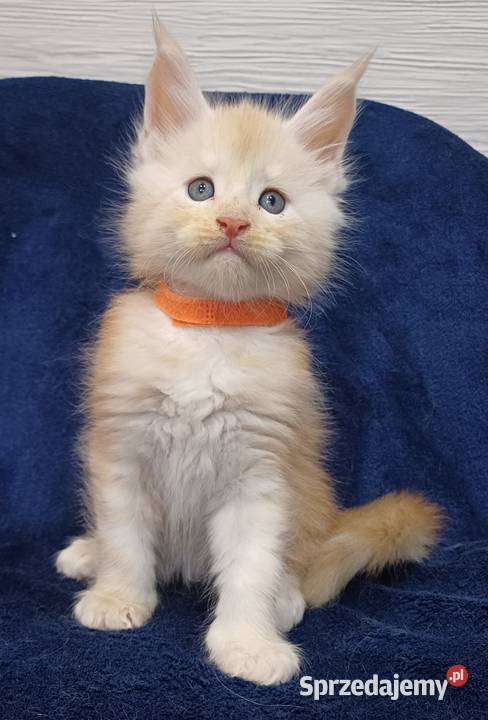 Maine Coon kocurek rodowód Fpl Olkusz